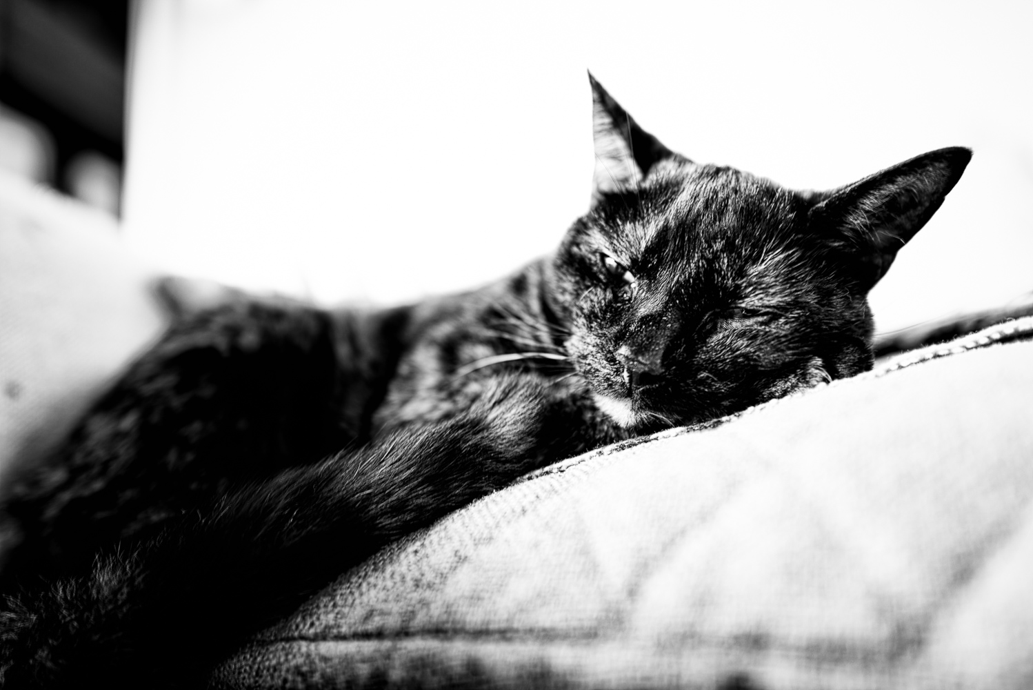 A New Lens and the Unofficial Studio Cat